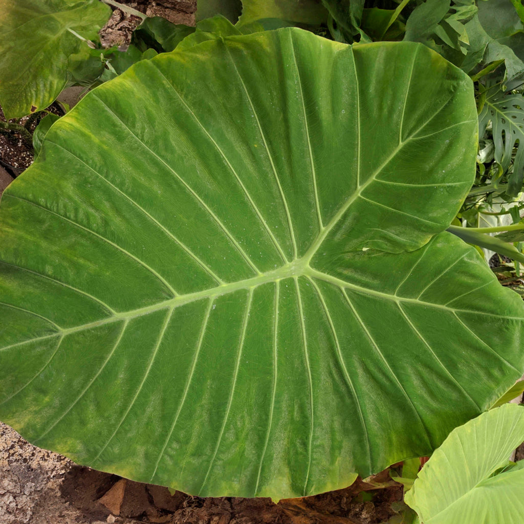 Upright "Calidora" Elephant Ear Bulbs