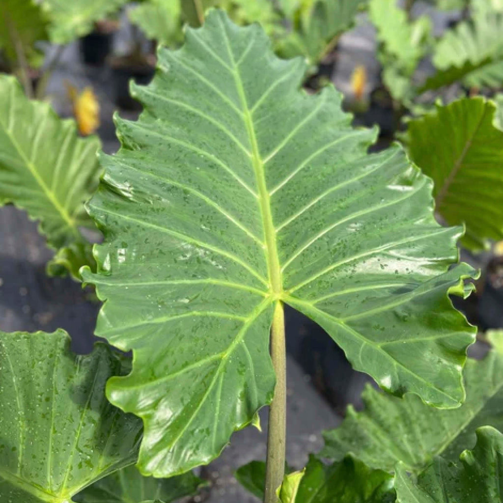 Upright "Portora" Elephant Ear Bulbs