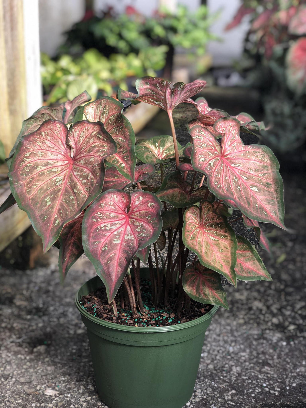 Heart to Heart® Caribbean Coral