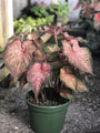 Heart to Heart® Caribbean Coral