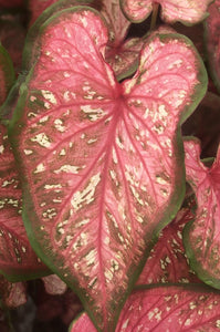 Heart to Heart® Caribbean Coral