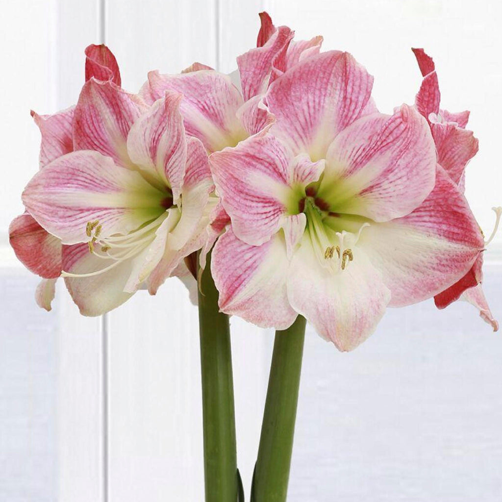 Cherry Blossom Amaryllis – Gold Glitter