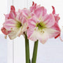 Cherry Blossom Amaryllis – Gold Glitter