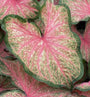 Heart to Heart® Chinook