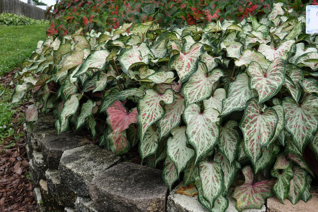 Candyland