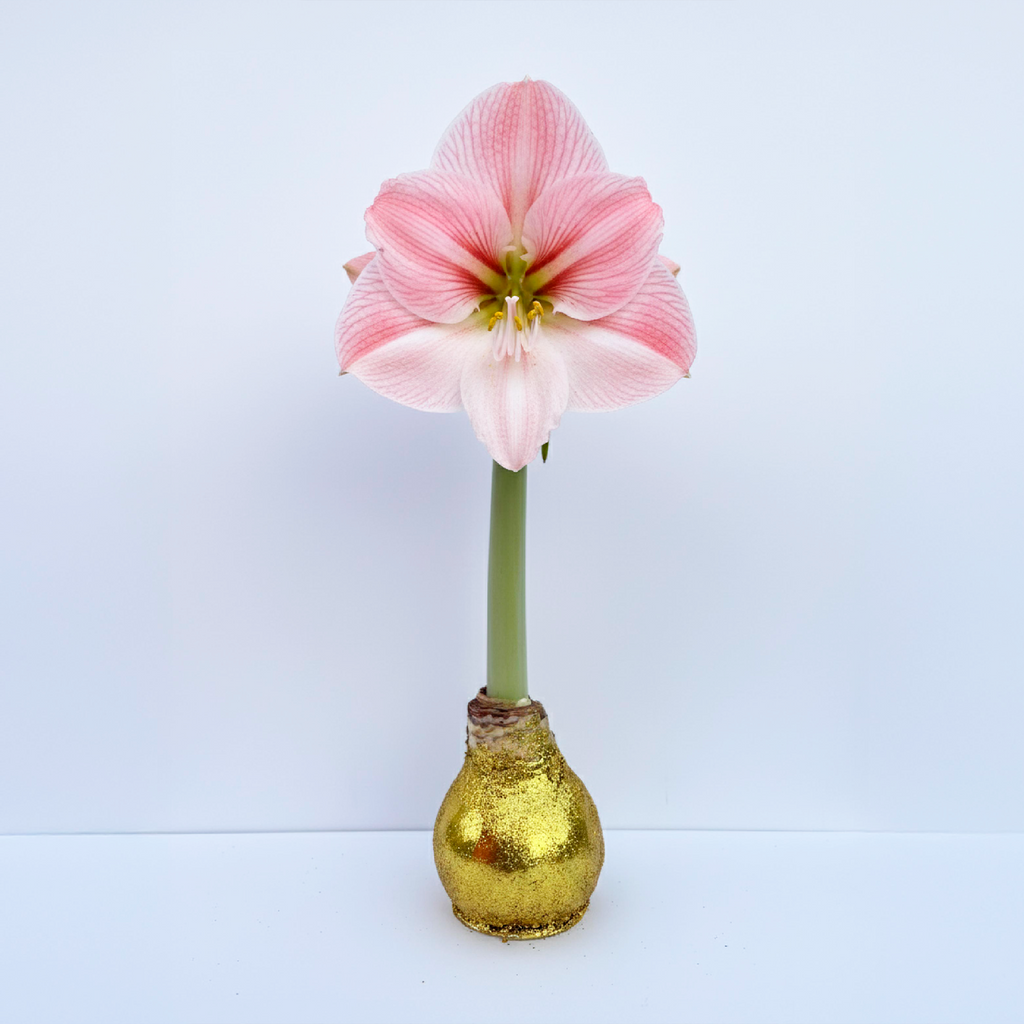 Cherry Blossom Amaryllis – Gold Glitter