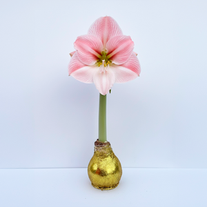 Cherry Blossom Amaryllis – Gold Glitter