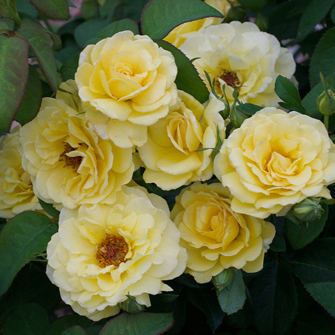 Lemontini™ - Bare Root Roses