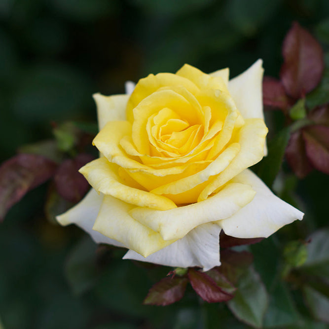 Lemontini™ - Bare Root Roses