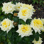 Lemontini™ - Bare Root Roses