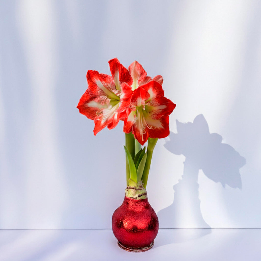 Spartacus Amaryllis – Red Glitter
