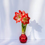 Spartacus Amaryllis – Red Glitter