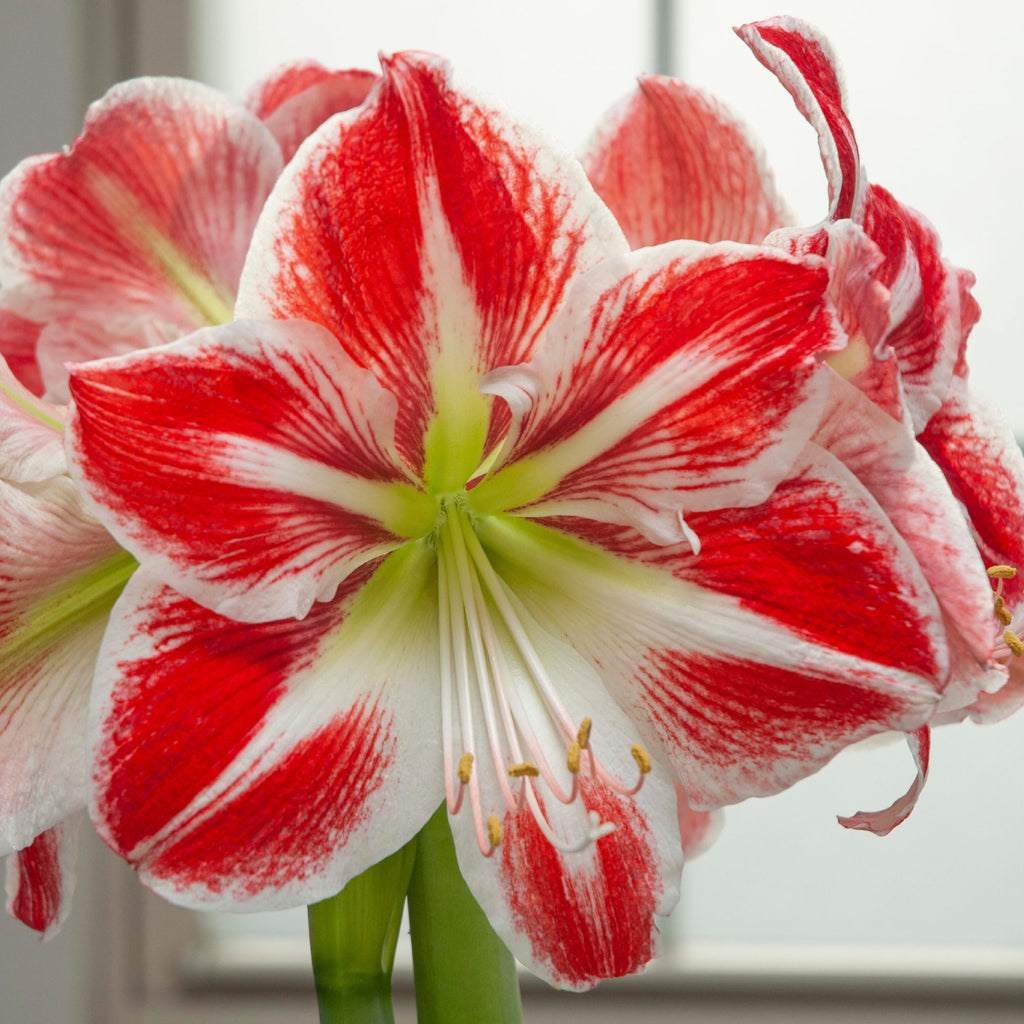 Spartacus Amaryllis – Red Glitter