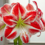 Spartacus Amaryllis – Red Glitter