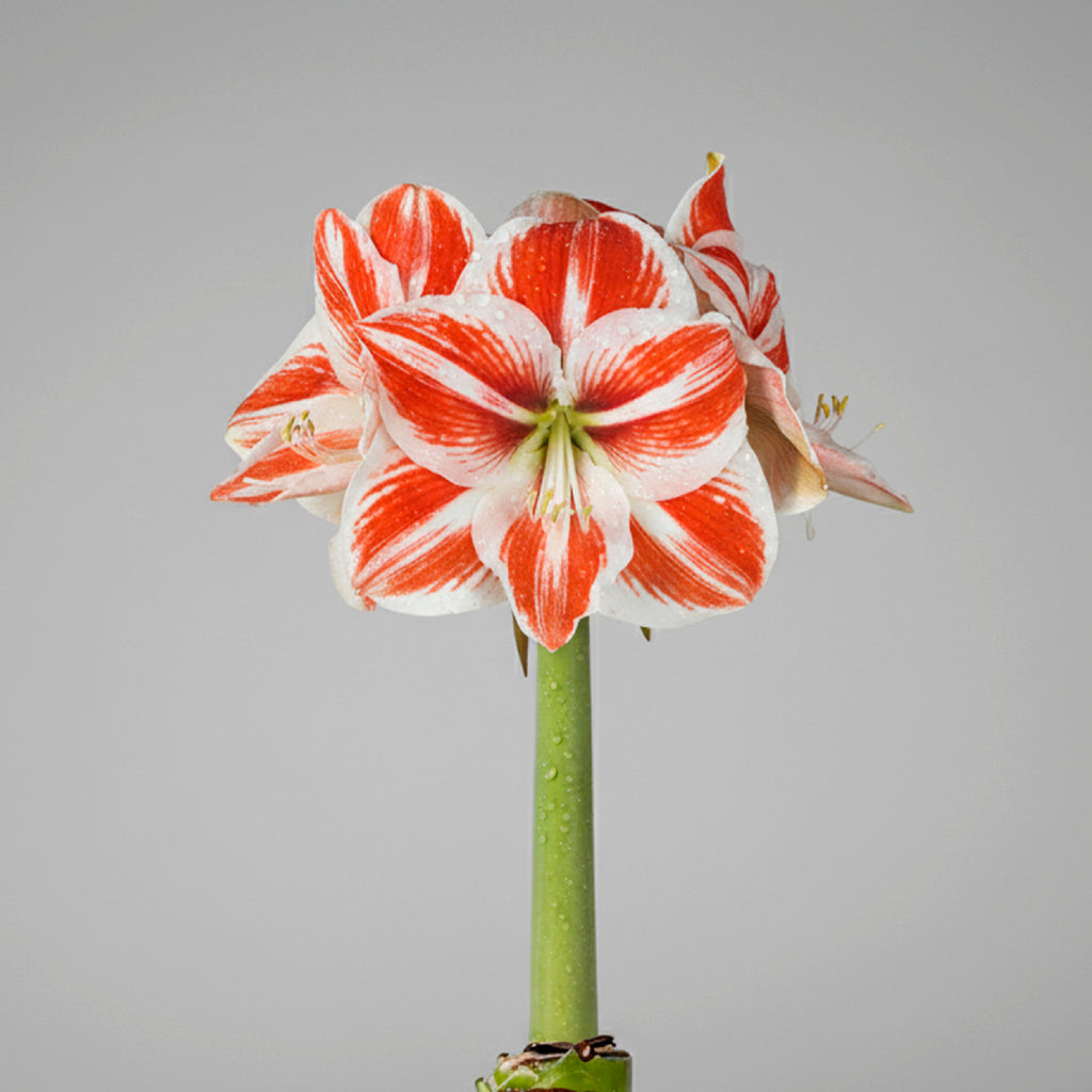 Super Star Amaryllis –  Sage Glitter