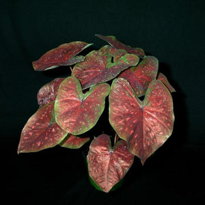 Burst My Bubble Caladiums