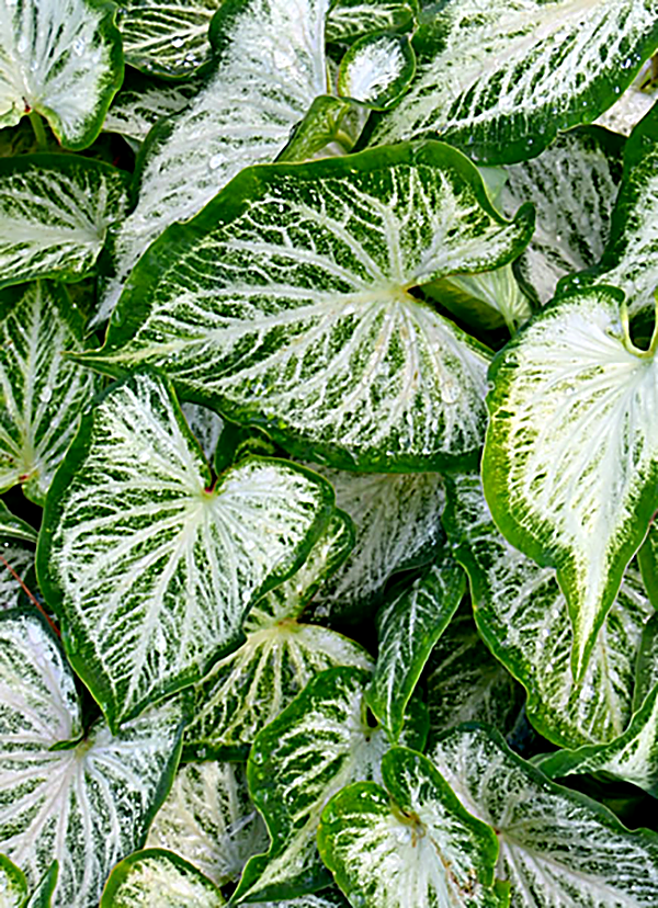 Caladium Infinity Classic Caladiums | World's Largest Caladium Grower | Shop Online