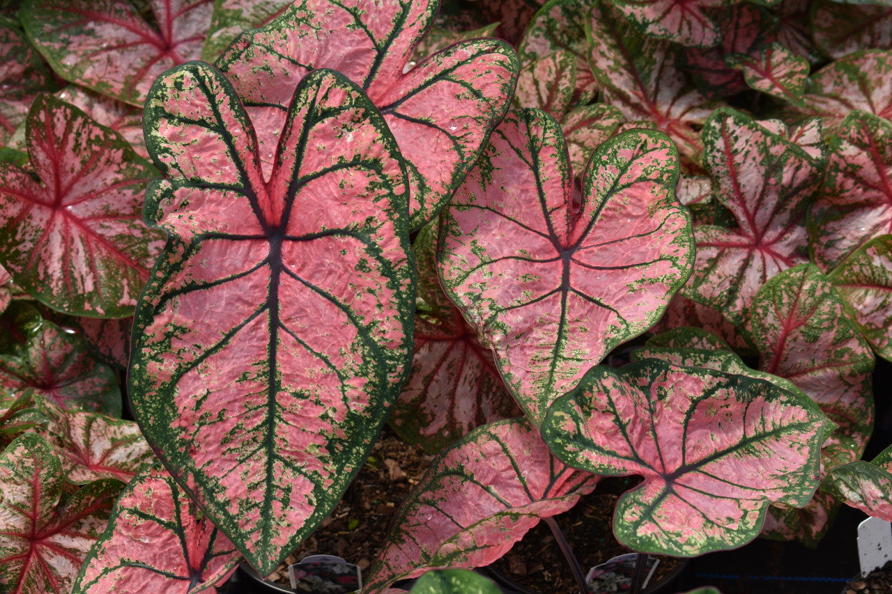 Calendium All Caladiums from Classic Caladiums